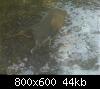 Click image for larger version

Name:	Deer.jpg
Views:	1080
Size:	44.5 KB
ID:	9454