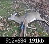 Click image for larger version

Name:	deer1.JPG
Views:	720
Size:	190.5 KB
ID:	12095